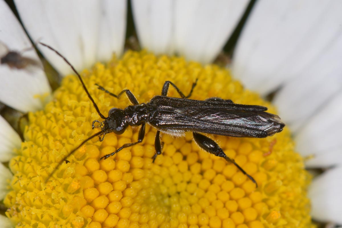 Maschio di Oedemera pthysica (forma nera) con Triungulino